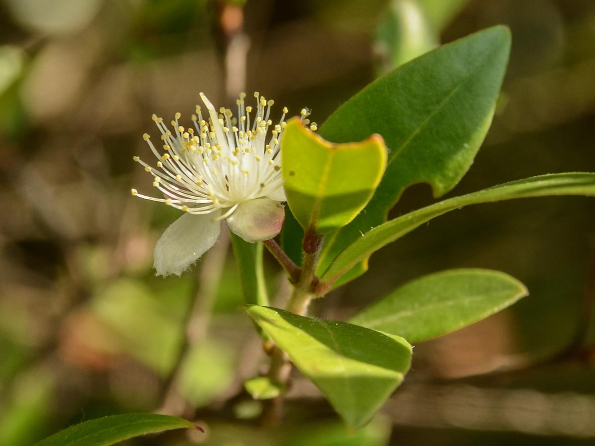 Blüte